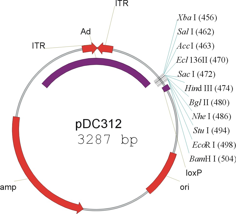 pDC312载体图谱
